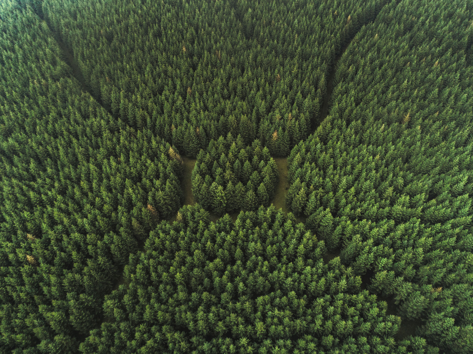 En skog sett från ovan